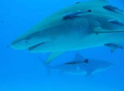 Lemon shark with tiger shark in the background, Tiger Bea... by Andy Colls 